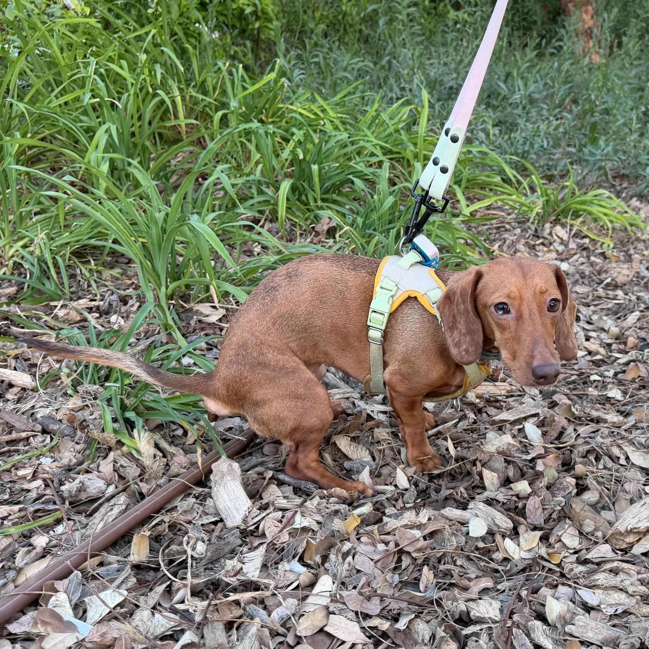 Pooping wiener dog on a leash facing the viewer while standing on a leaf-covered ground with long grass in the background. 